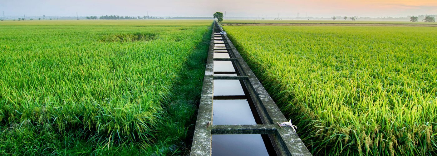 beautiful morning at paddy field with concrete irrigation.